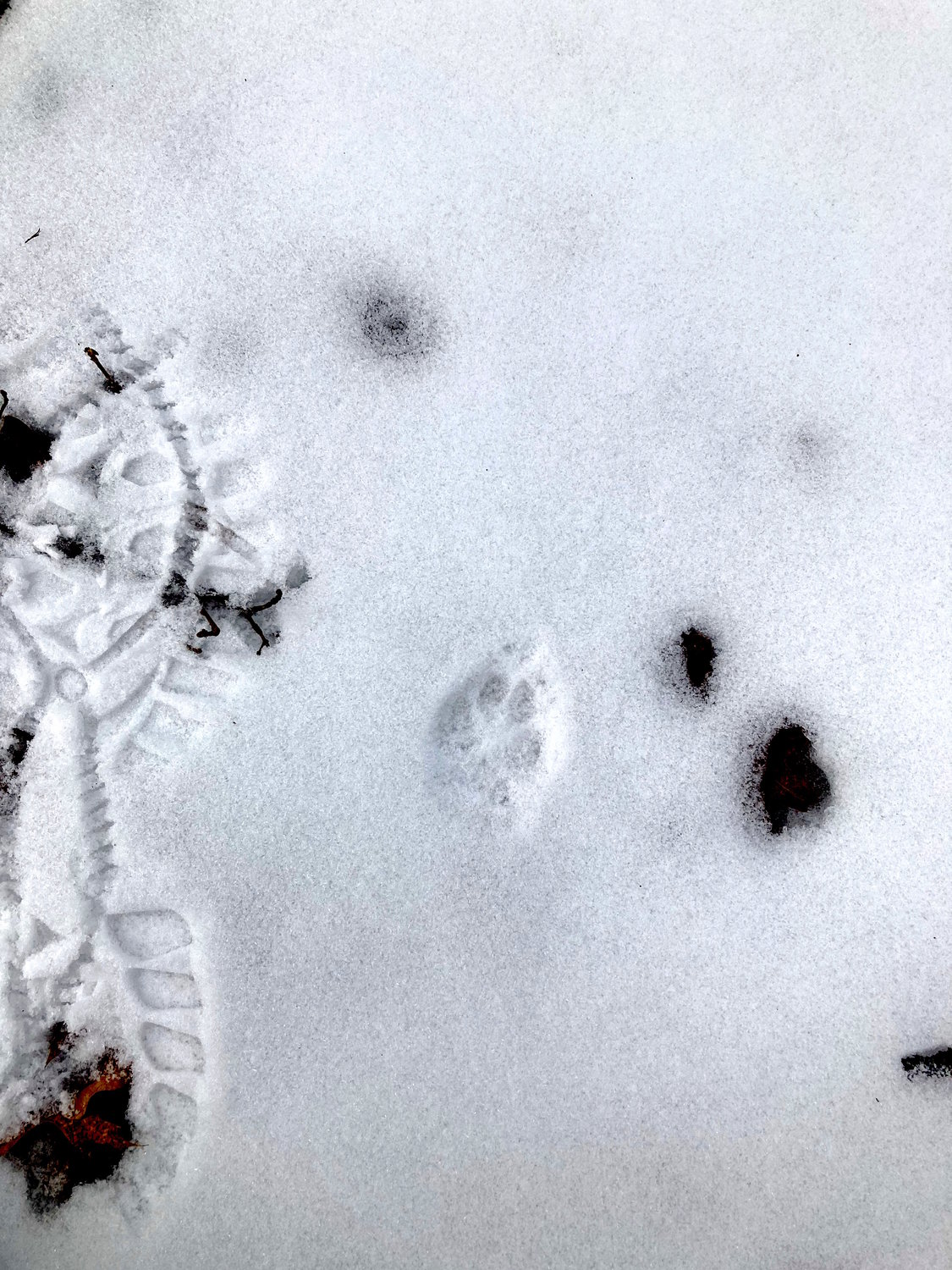 In a pinch, you can use your own footprint to establish a reference for the size of an animal track you’ve found.